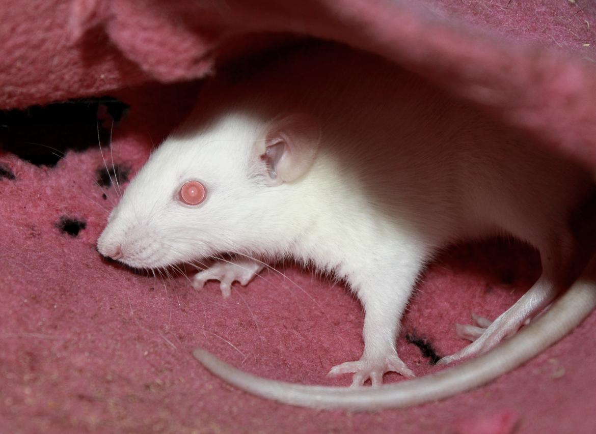 Tamrotte Soraka billede 8