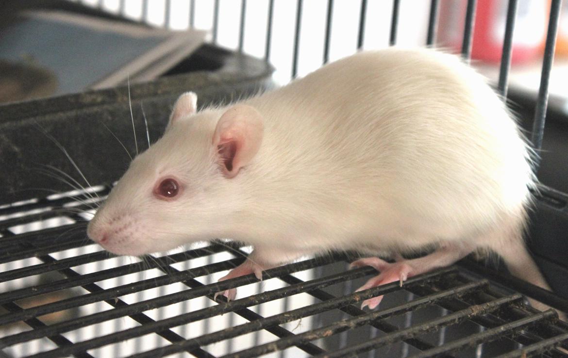 Tamrotte Soraka billede 7