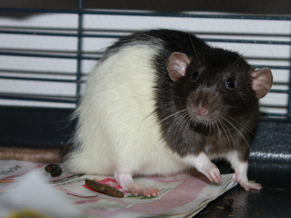 Tamrotte Sheldon billede 1