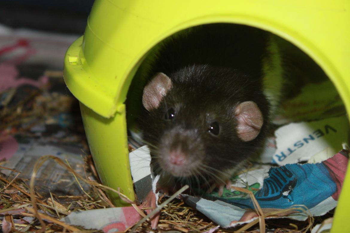 Tamrotte Sheldon billede 4