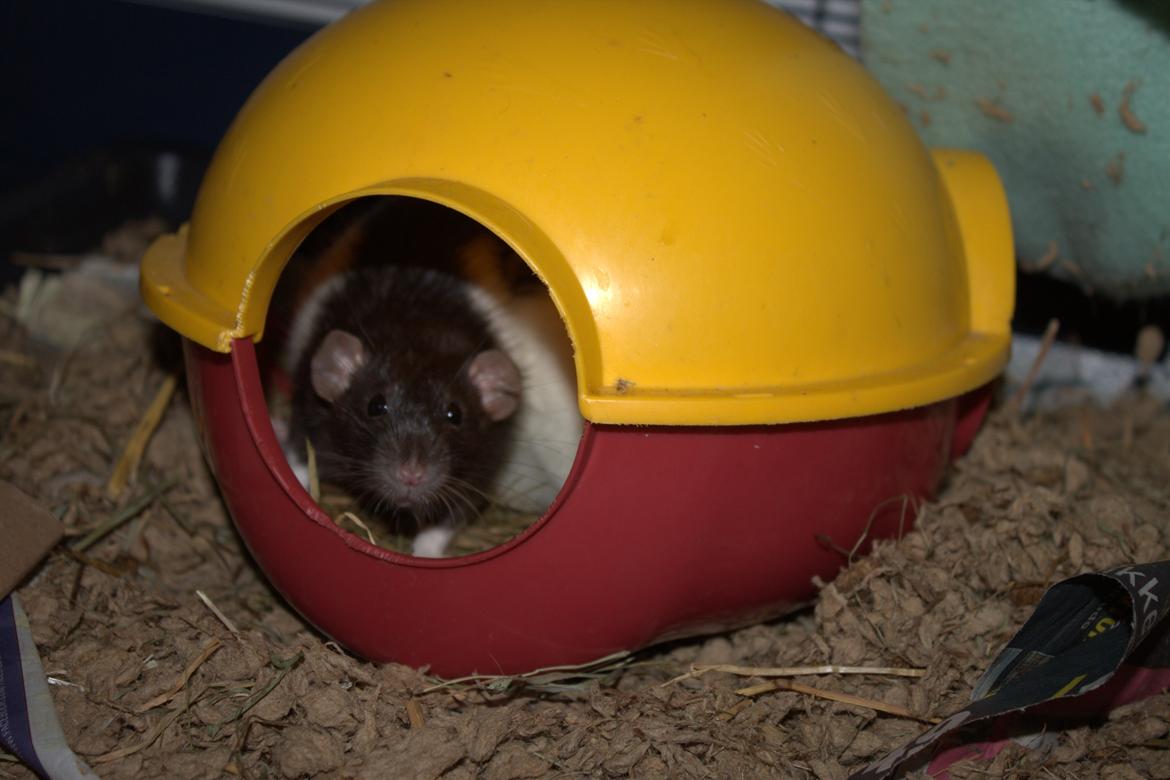 Tamrotte Sheldon billede 6