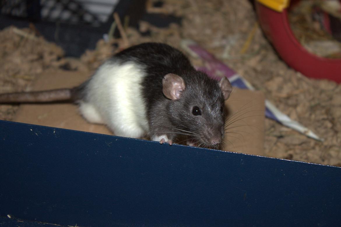 Tamrotte Sheldon billede 5