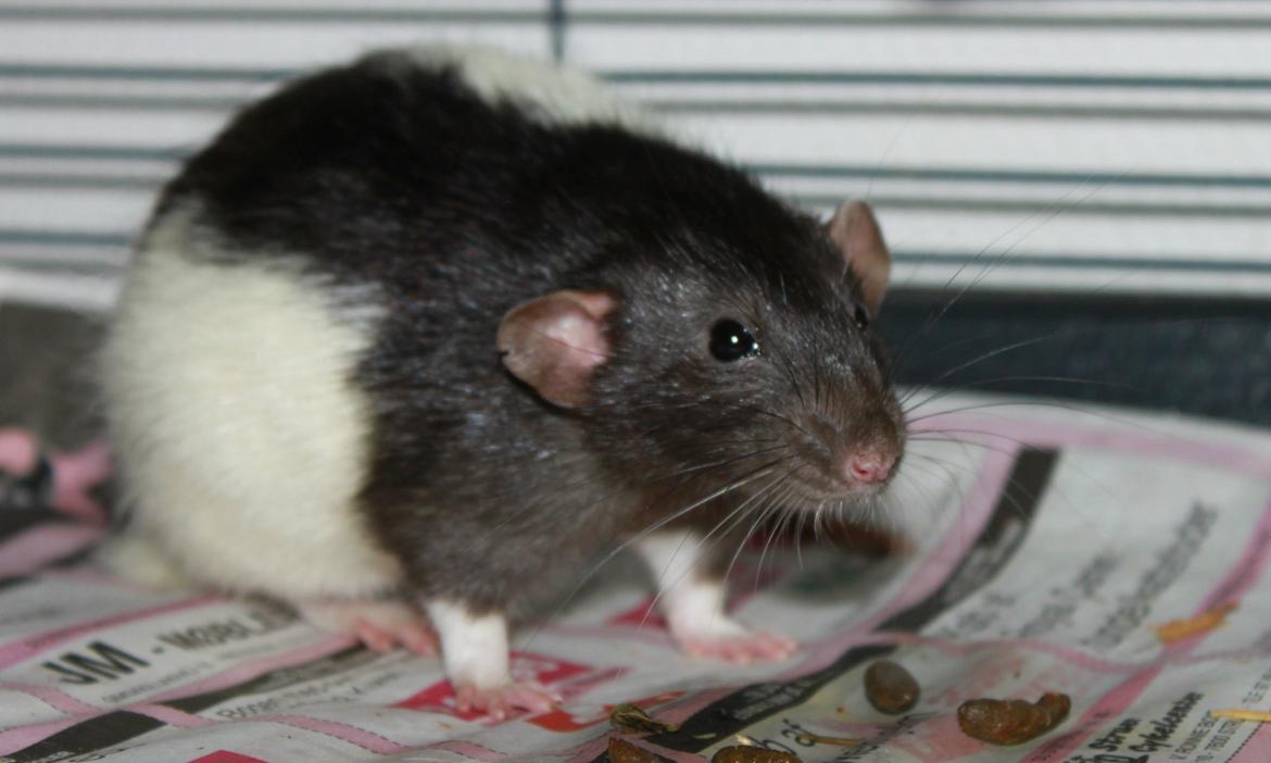 Tamrotte Sheldon billede 2