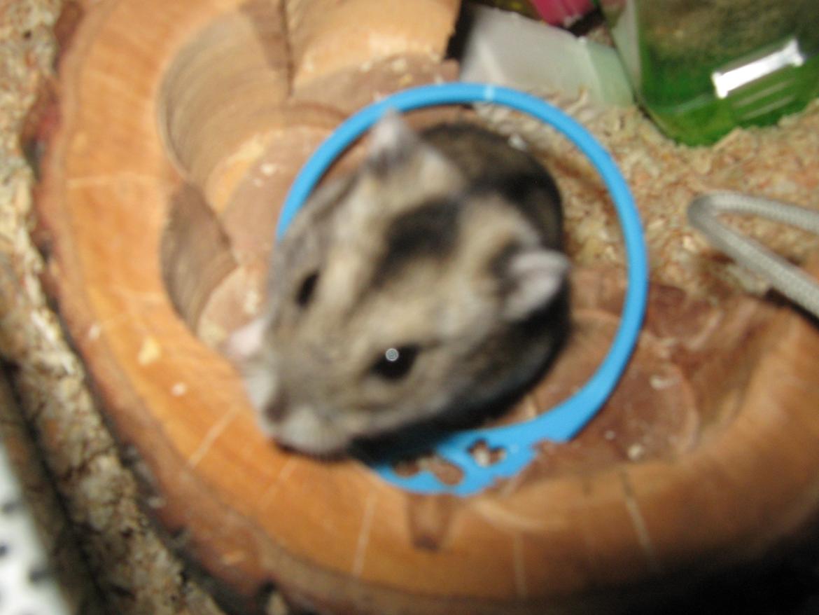 Dværghamster speedy billede 1