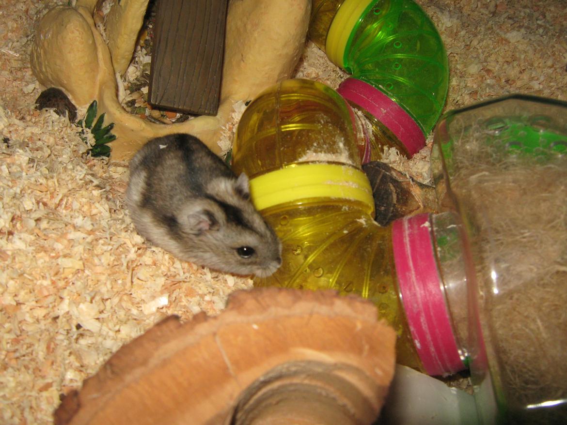 Dværghamster speedy billede 2