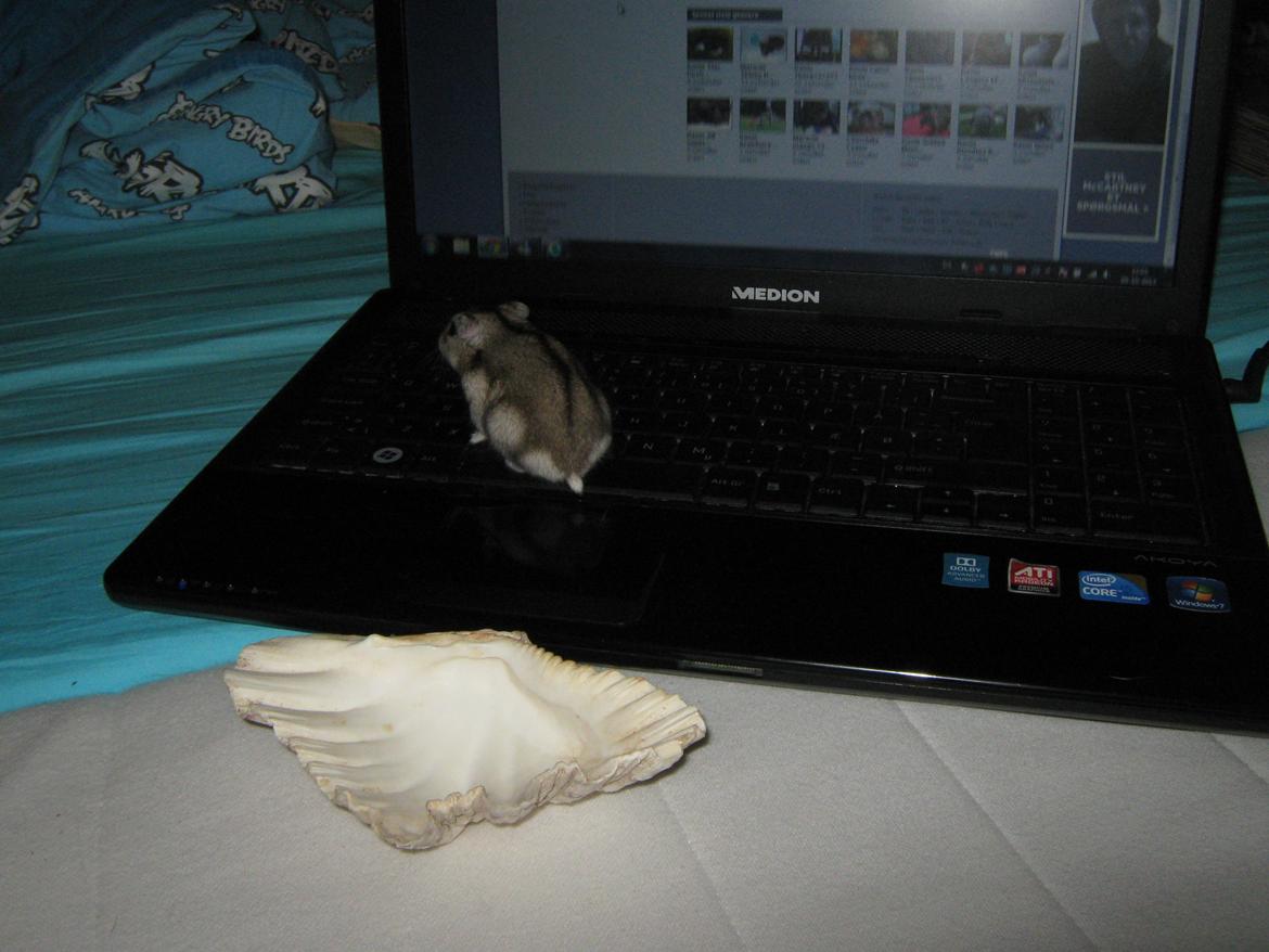 Dværghamster speedy billede 3