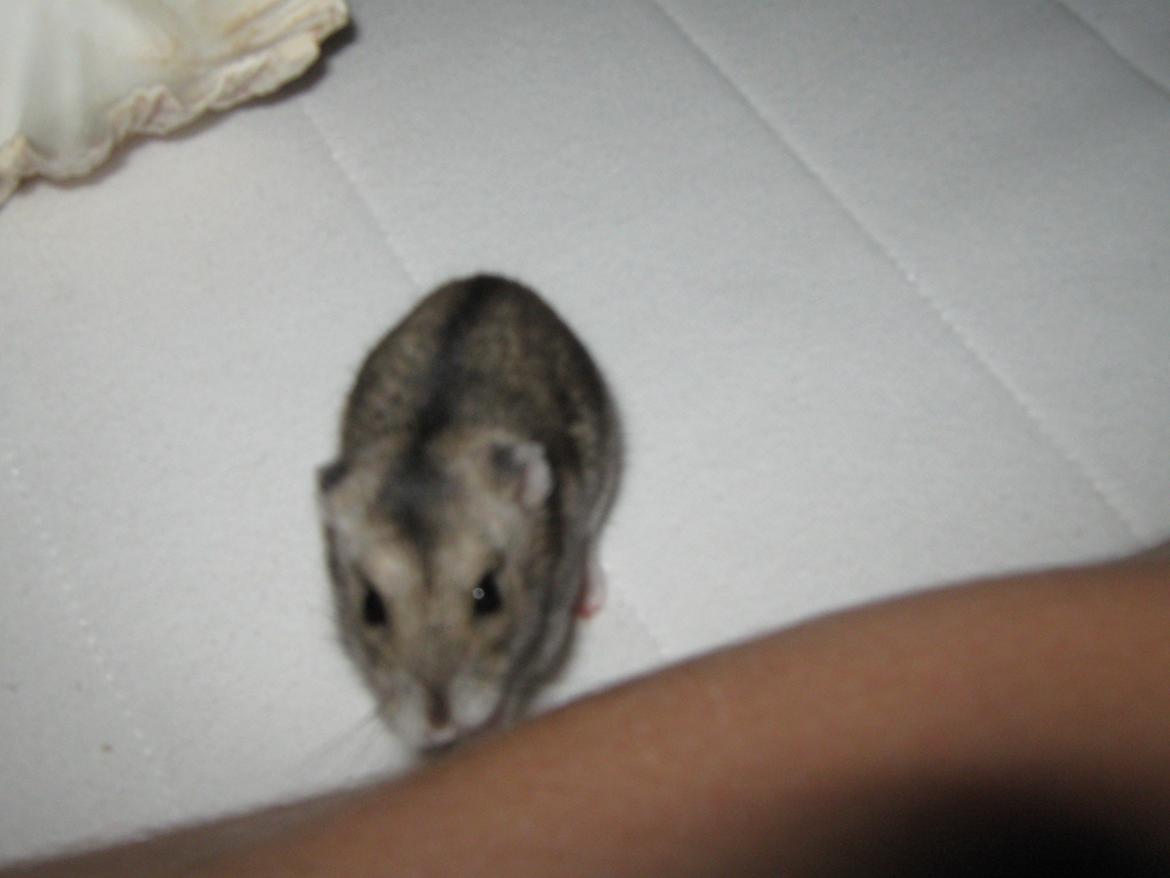 Dværghamster speedy billede 4