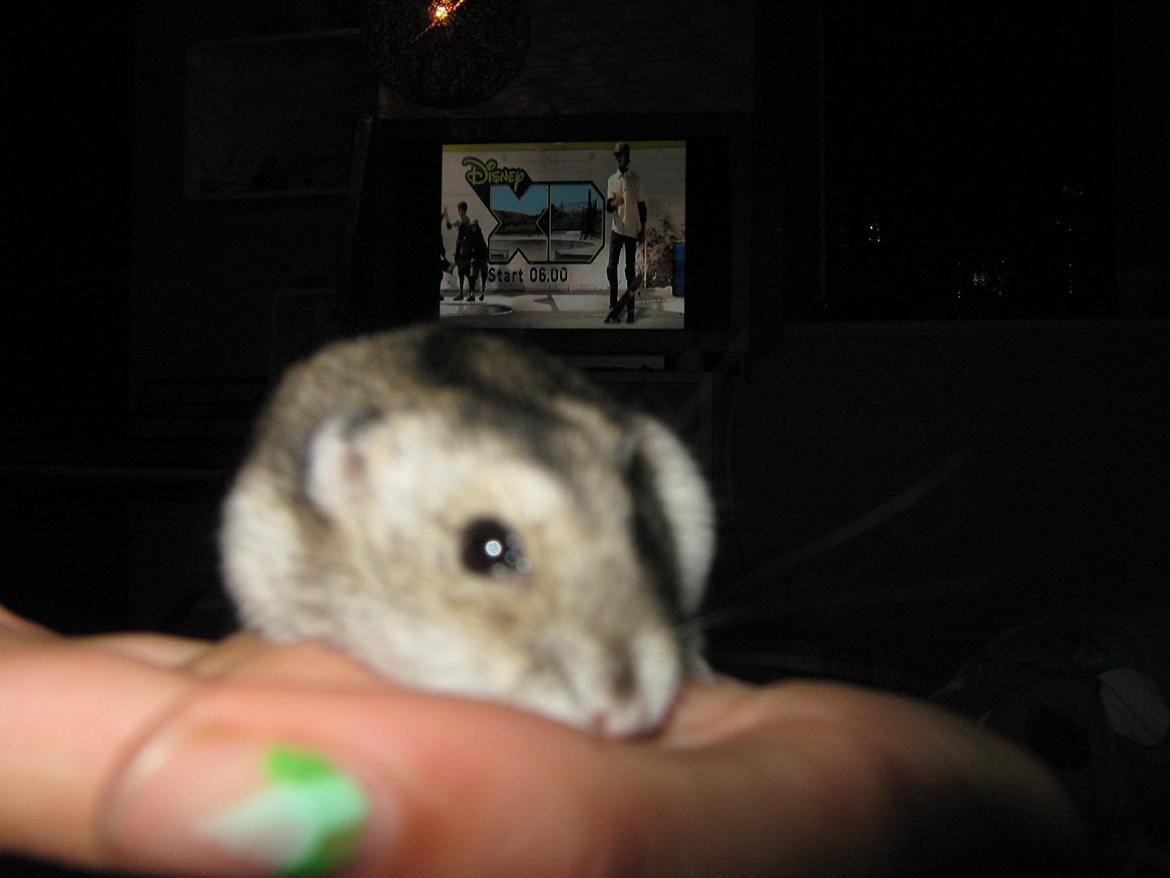 Dværghamster speedy billede 8