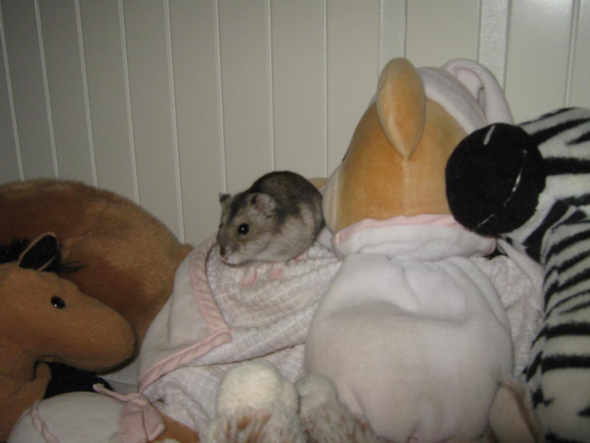 Dværghamster speedy billede 10