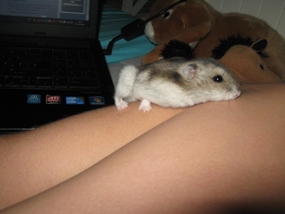 Dværghamster speedy billede 7