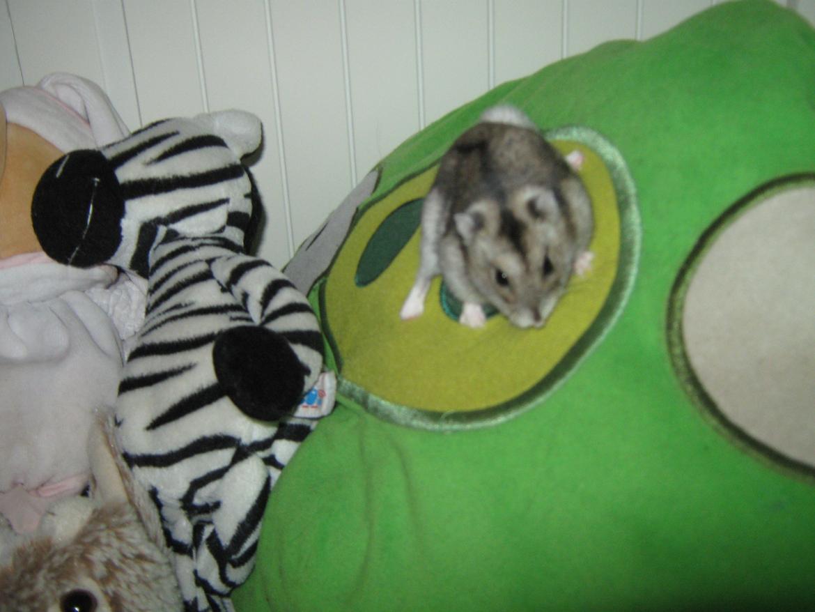 Dværghamster speedy billede 6