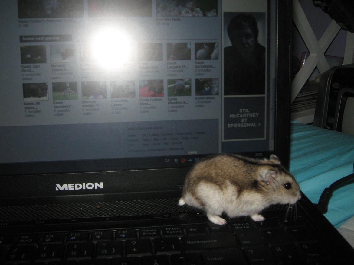 Dværghamster speedy billede 13