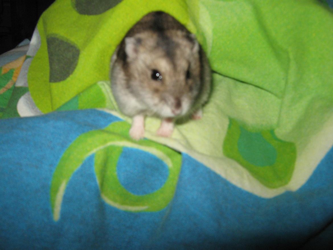 Dværghamster speedy billede 9