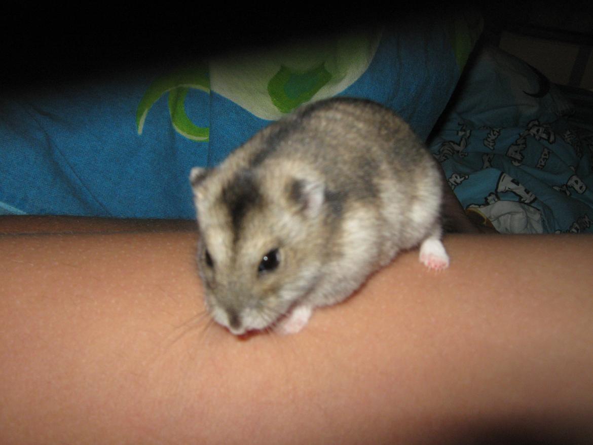 Dværghamster speedy billede 15