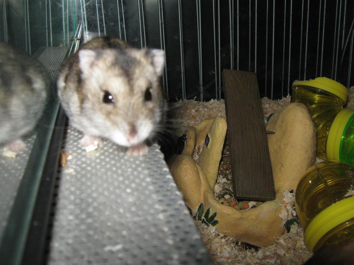 Dværghamster speedy billede 11