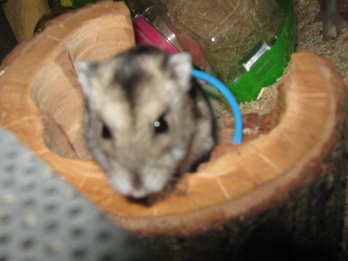 Dværghamster speedy billede 12