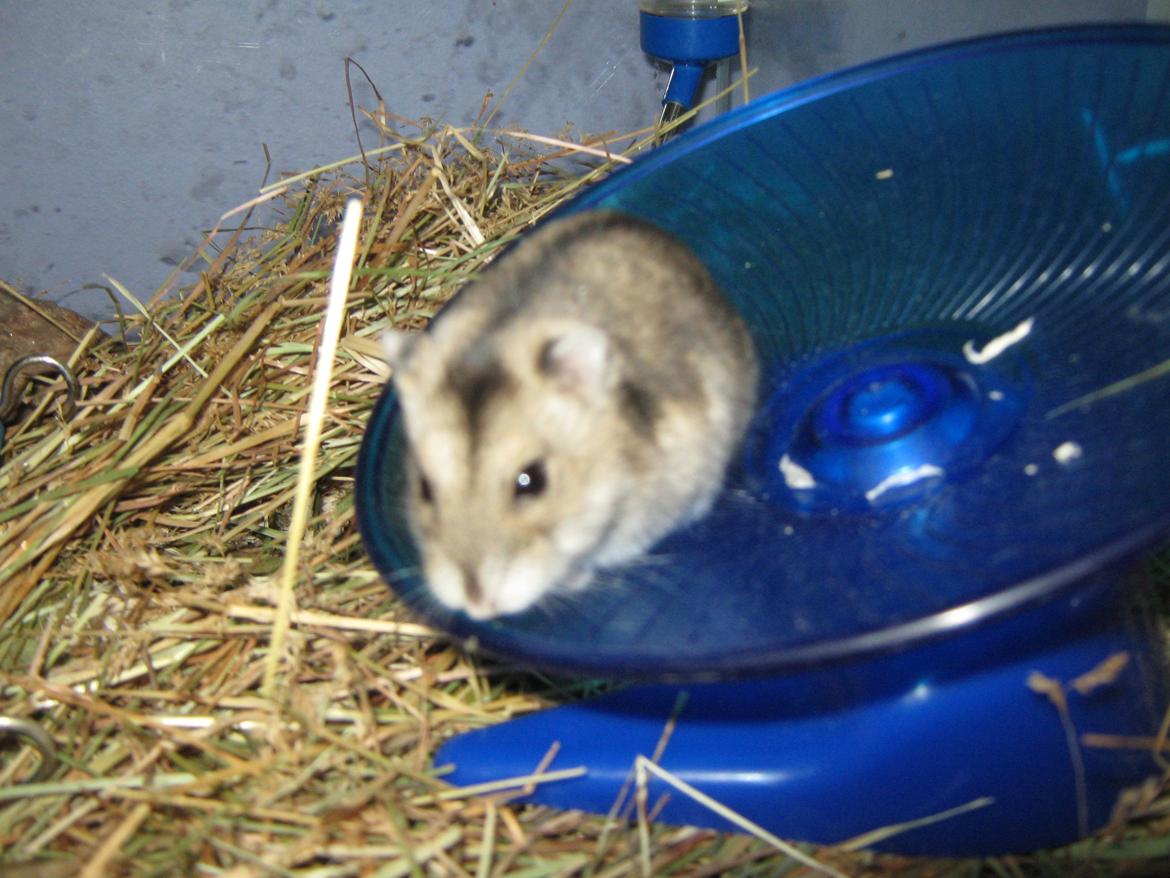Dværghamster speedy billede 5