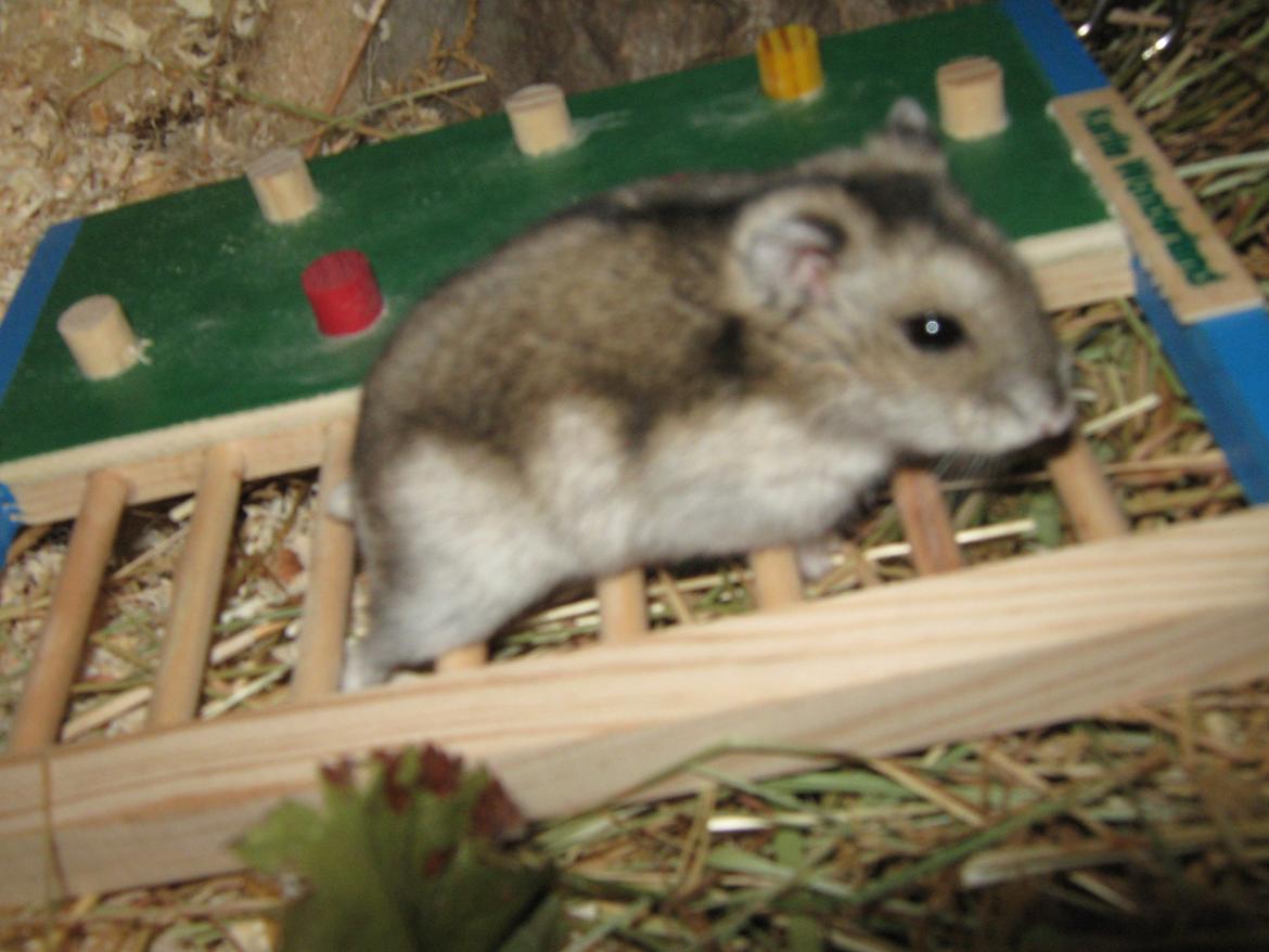 Dværghamster speedy billede 14