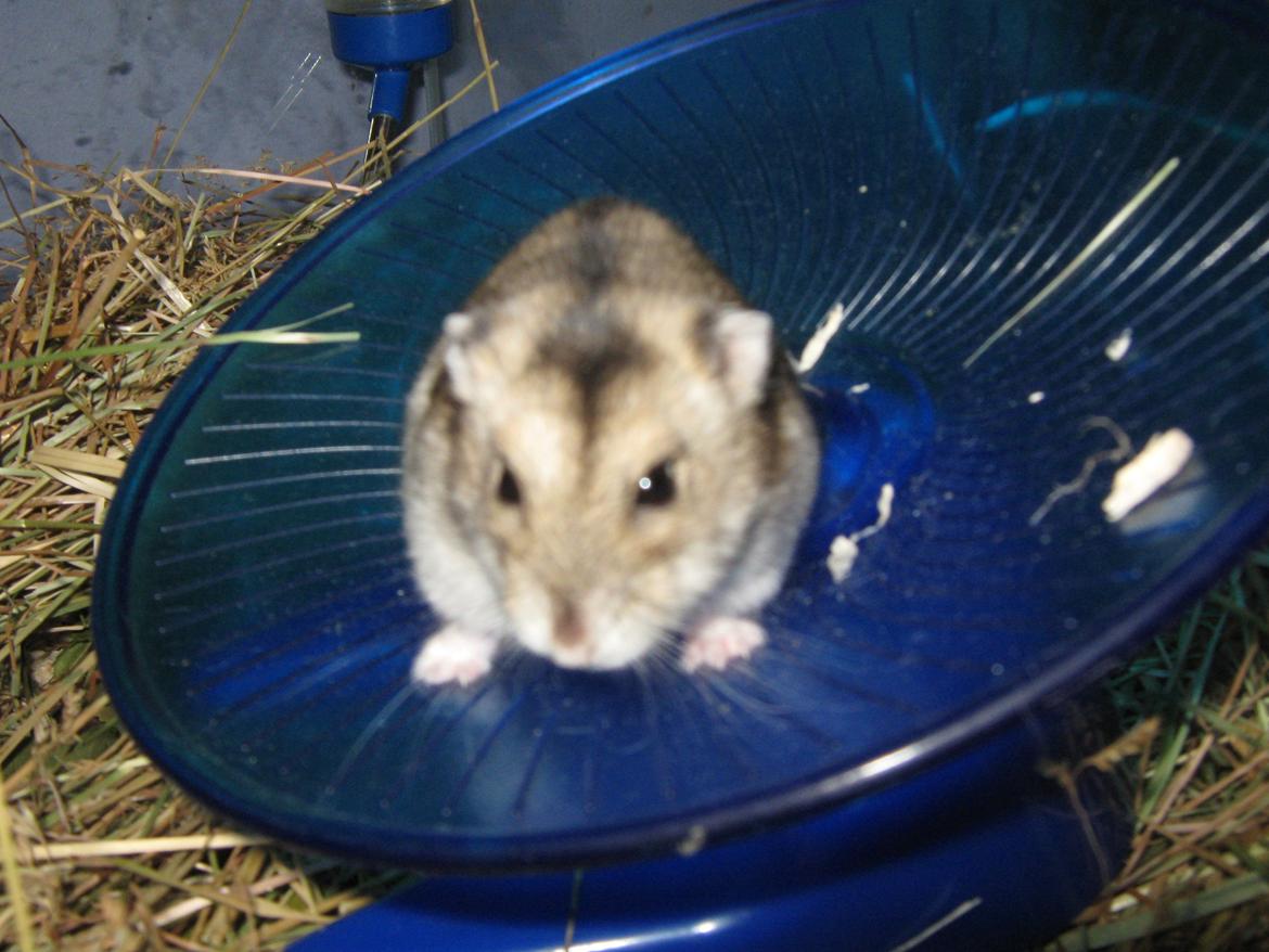 Dværghamster speedy billede 16