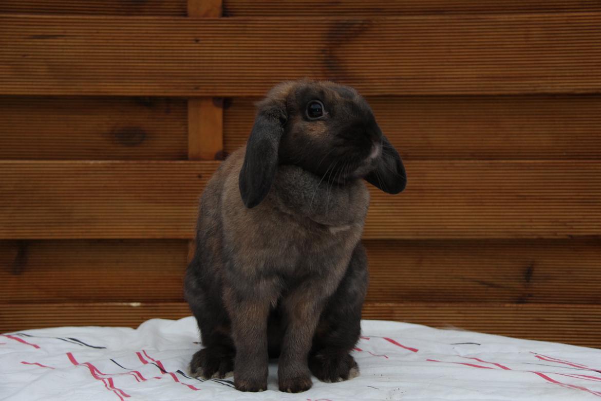 Kanin CAs Arecurius Midir billede 2