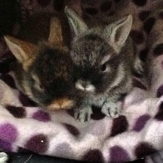 Kanin Gl. Mosegaards Gine  billede 3