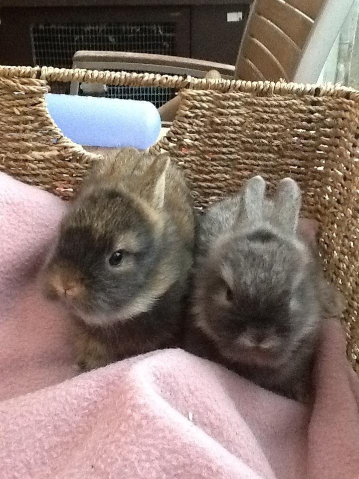 Kanin Gl. Mosegaards Gine  billede 4