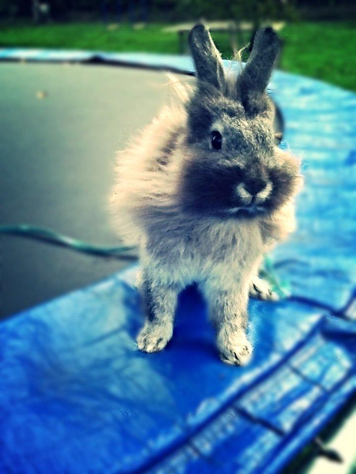 Kanin Gl. Mosegaards Gine  billede 5