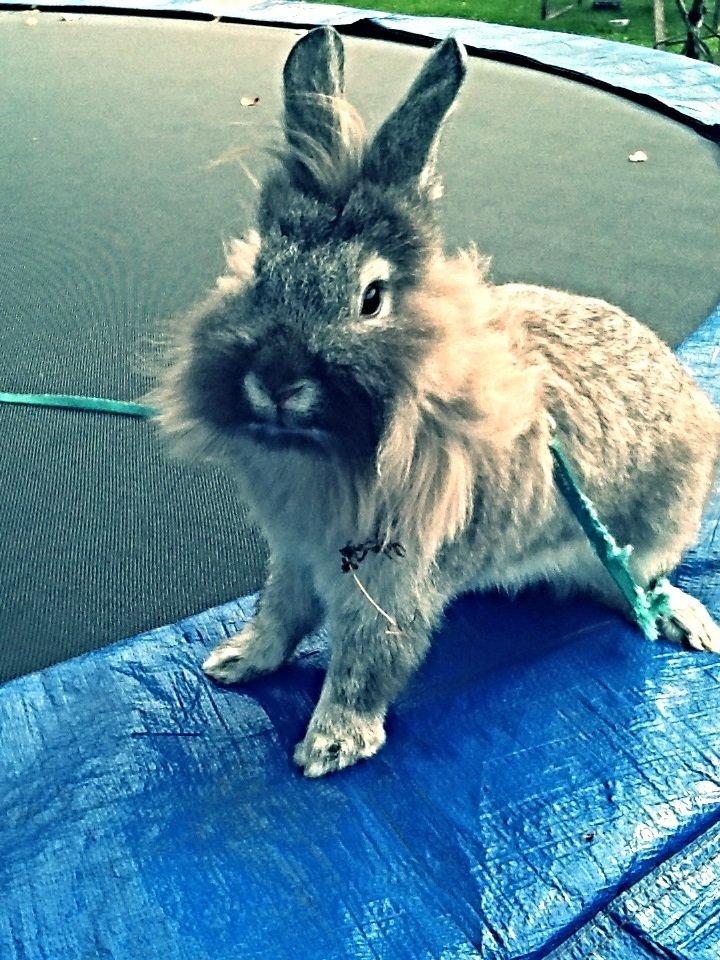 Kanin Gl. Mosegaards Gine  billede 6