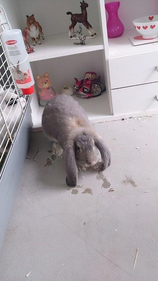 Kanin *Bergs* Ninka Ninus R.I.P billede 3