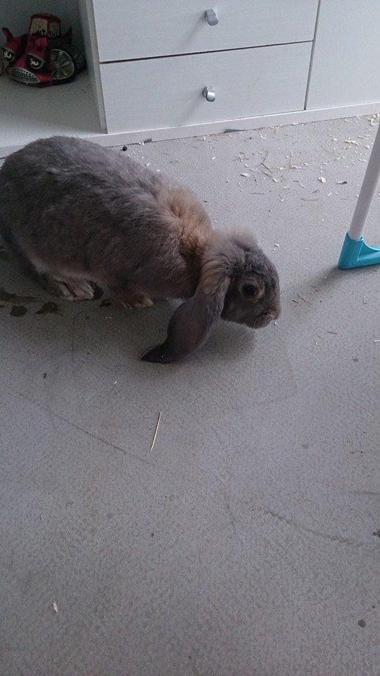 Kanin *Bergs* Ninka Ninus R.I.P billede 4