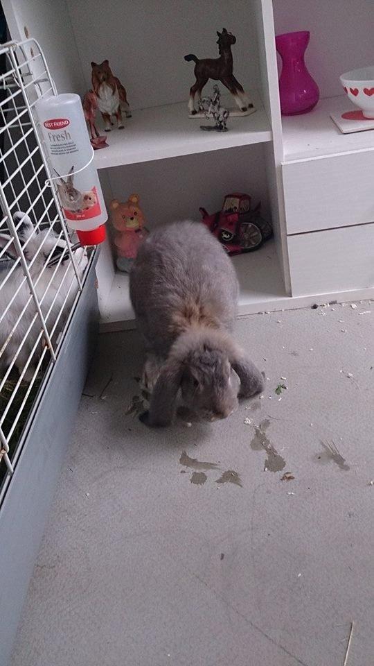 Kanin *Bergs* Ninka Ninus R.I.P billede 8