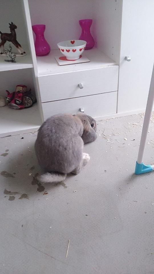 Kanin *Bergs* Ninka Ninus R.I.P billede 10