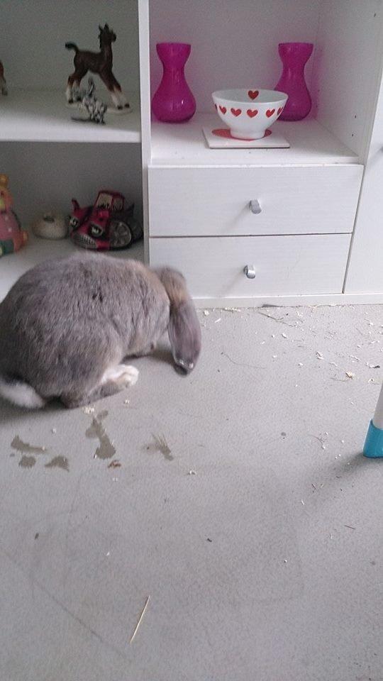 Kanin *Bergs* Ninka Ninus R.I.P billede 12