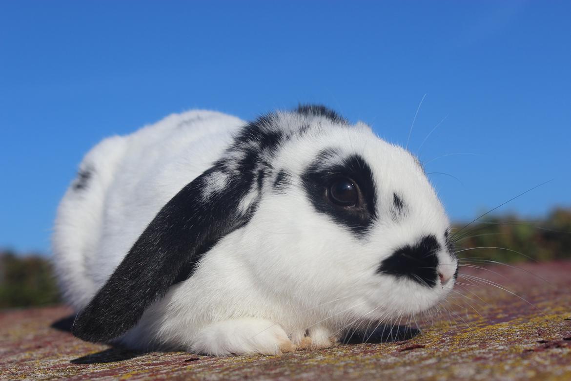 Kanin Mister Moustache billede 26