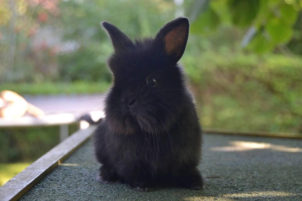 Kanin Aloreda's Shay billede 1