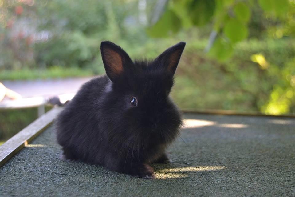 Kanin Aloreda's Shay billede 4