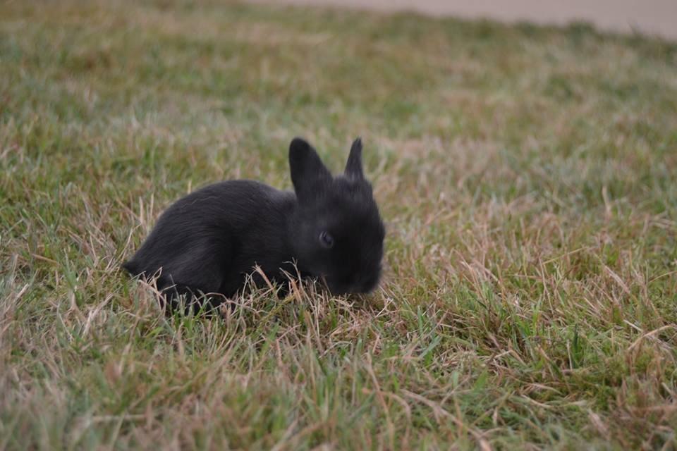 Kanin Aloreda's Shay billede 5