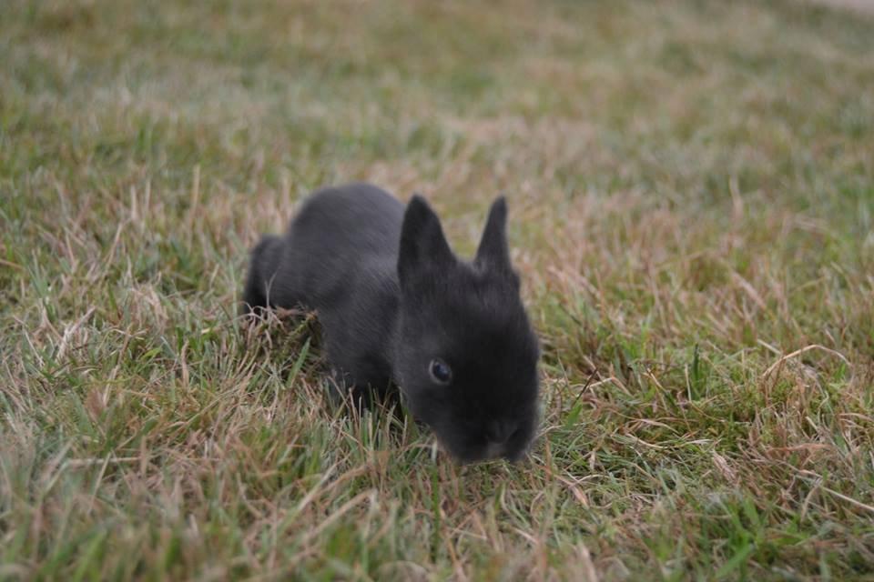 Kanin Aloreda's Shay billede 6