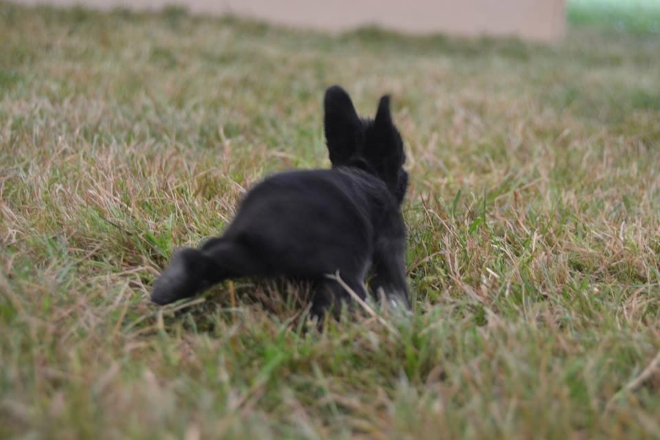 Kanin Aloreda's Shay billede 7