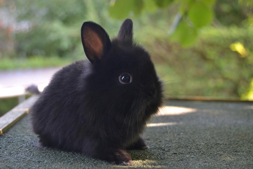 Kanin Aloreda's Shay billede 3