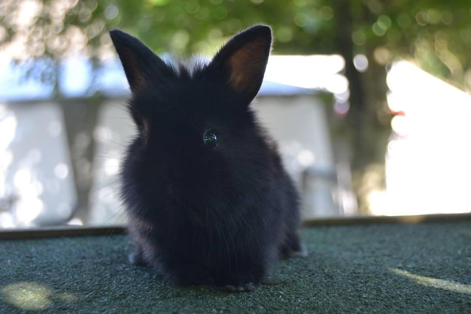 Kanin Aloreda's Shay billede 2