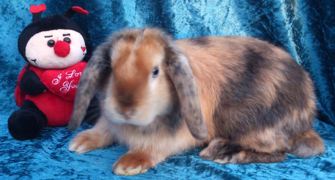 Kanin Beauty's Cupido billede 16