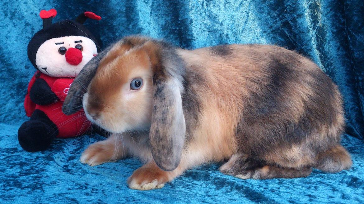 Kanin Beauty's Cupido billede 18