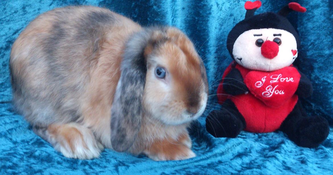 Kanin Beauty's Cupido billede 19