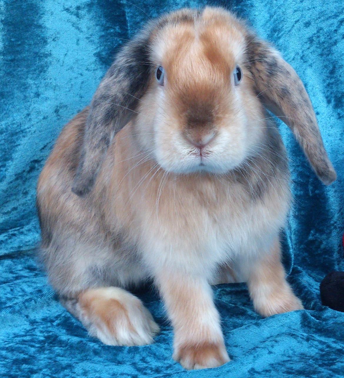 Kanin Beauty's Cupido billede 15