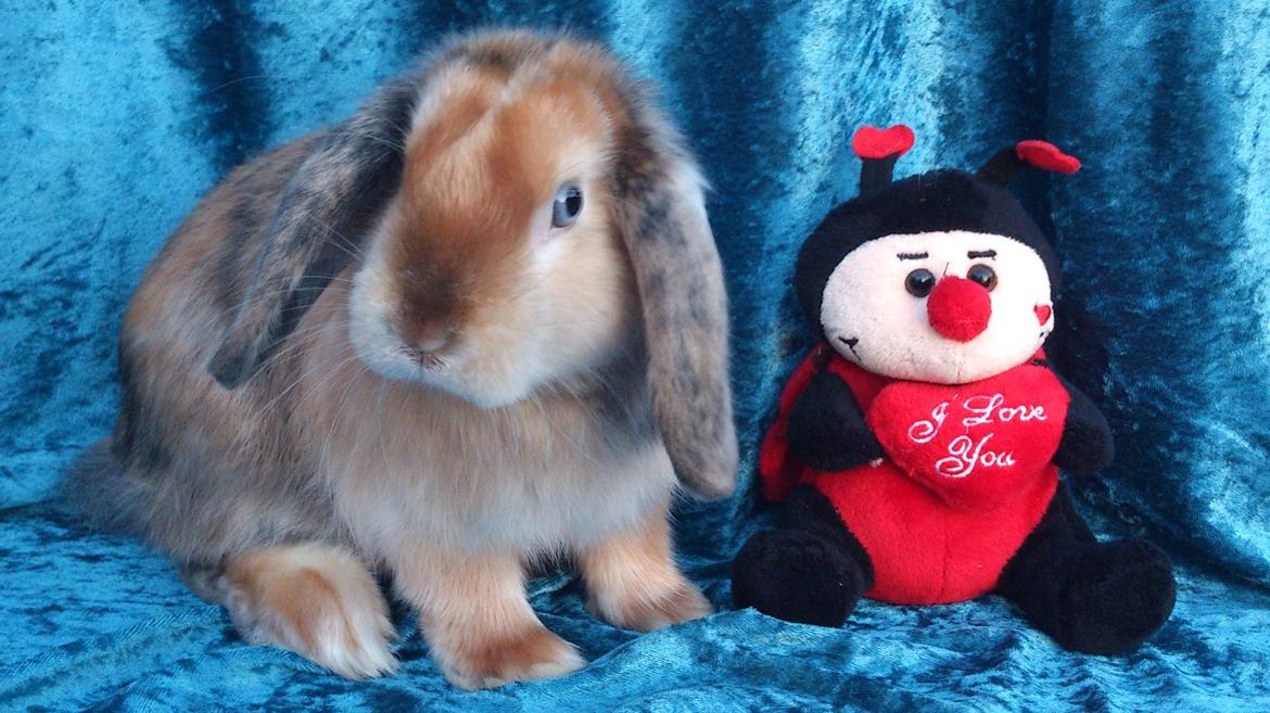 Kanin Beauty's Cupido billede 14