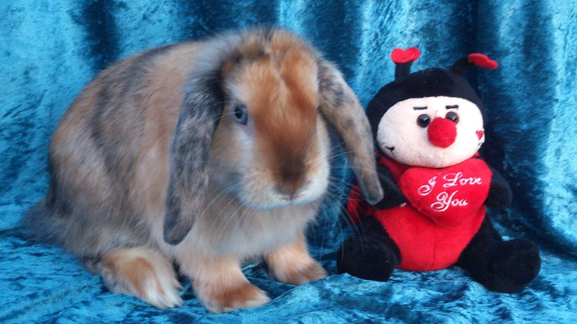 Kanin Beauty's Cupido billede 17