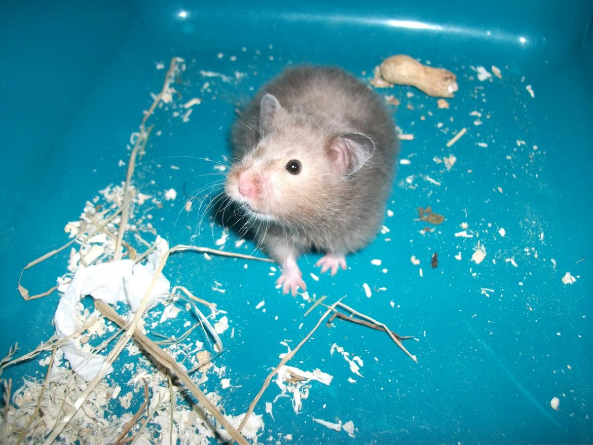 Hamster Gris [tidligere gnaver] billede 1