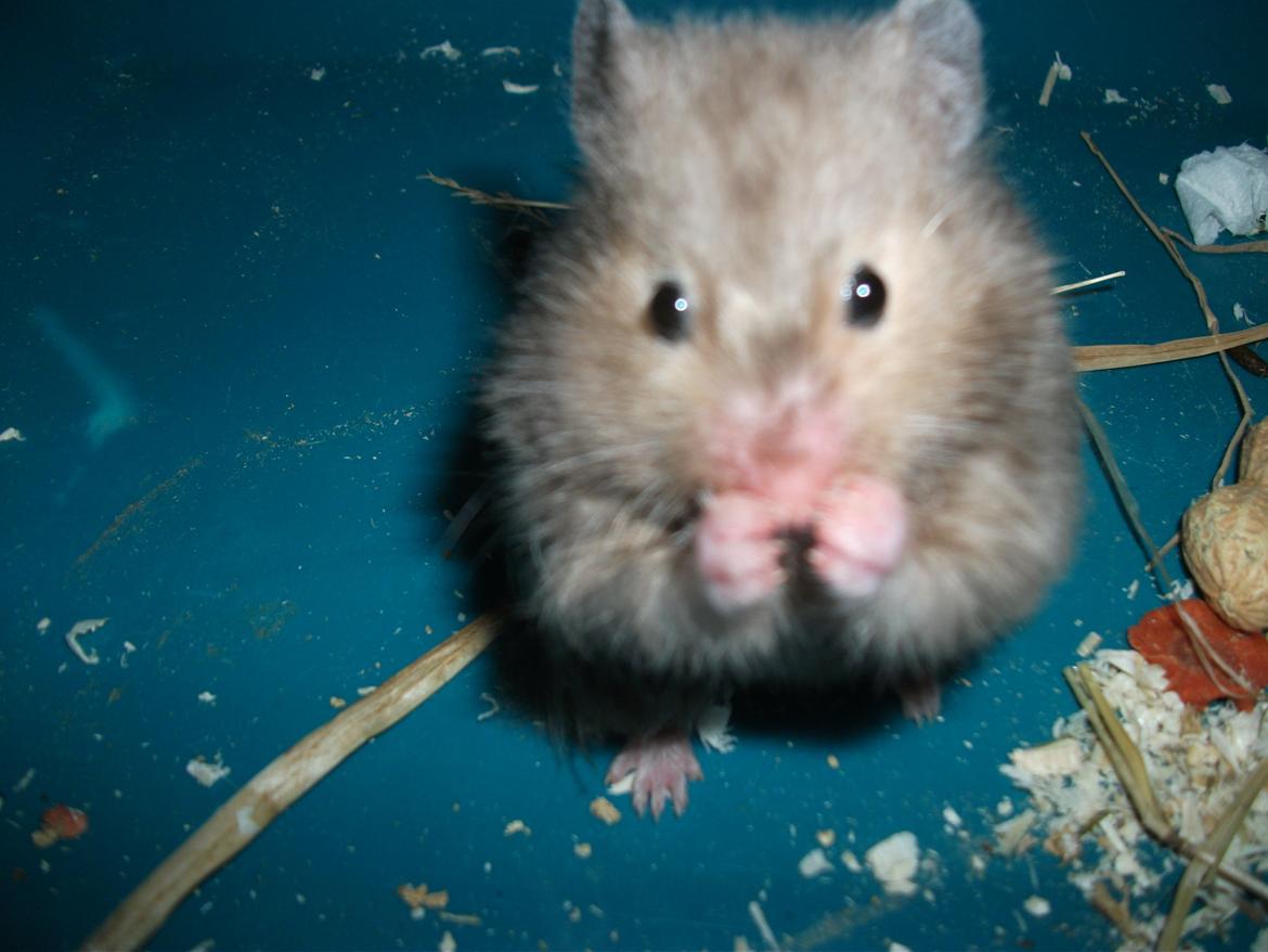 Hamster Gris [tidligere gnaver] billede 2