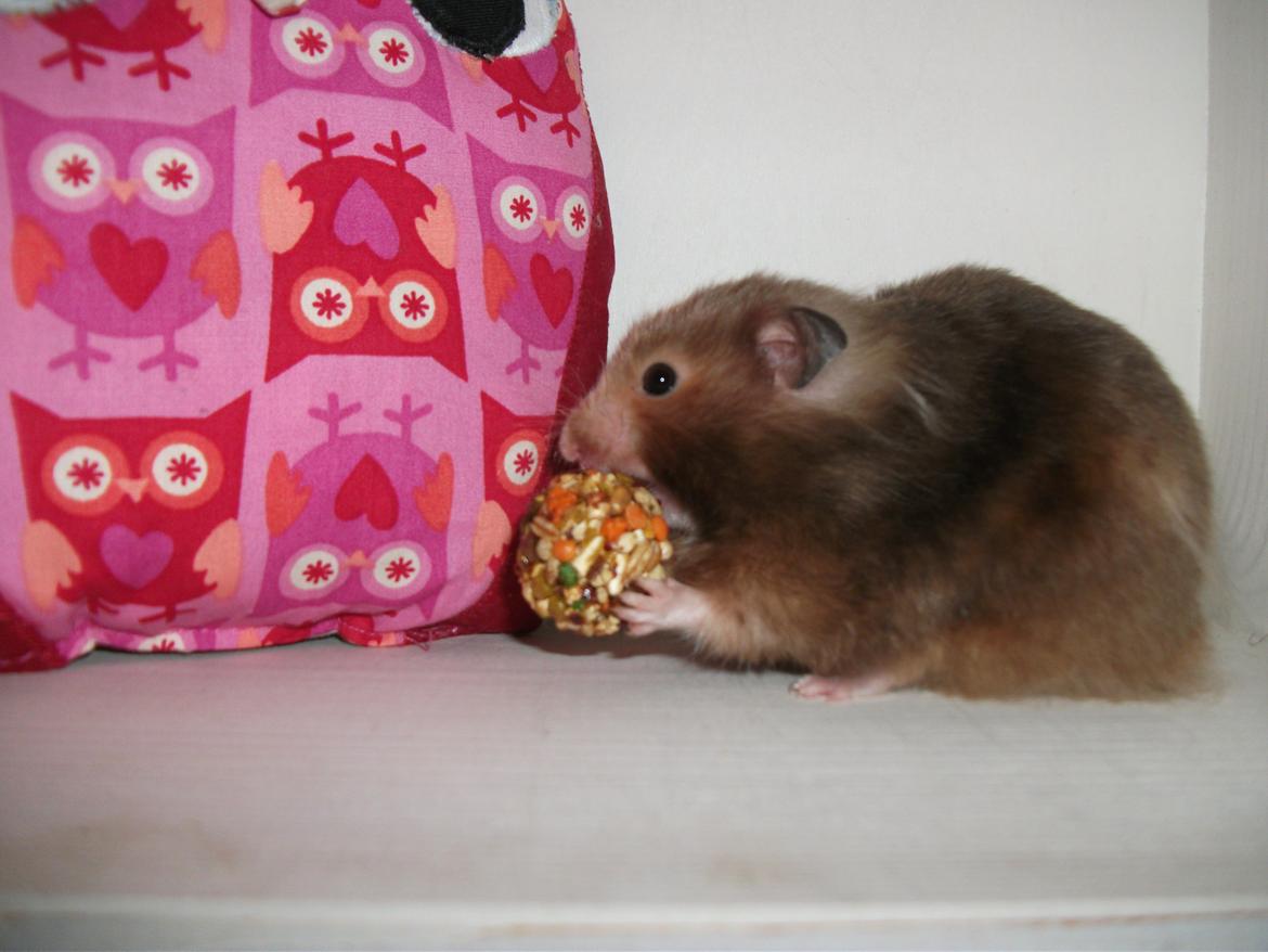 Hamster Gris [tidligere gnaver] billede 3